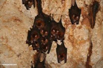 images (37) - lilieci