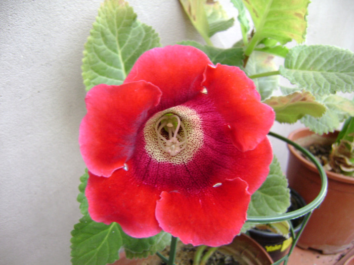 DSC06839 - Gloxinii 2011