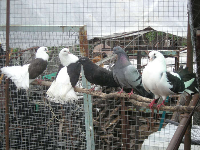 porumbei