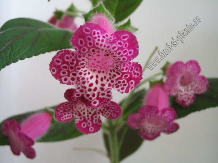 Kohleria Yf\'s Tova 15