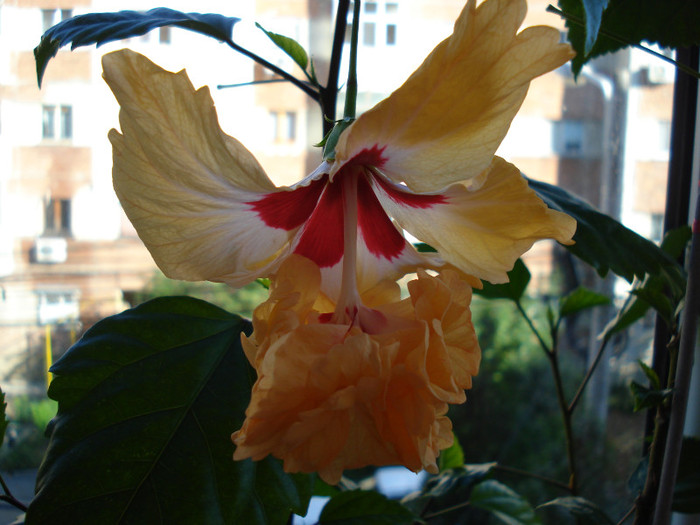 DSC09560 - HIBISCUS 2011