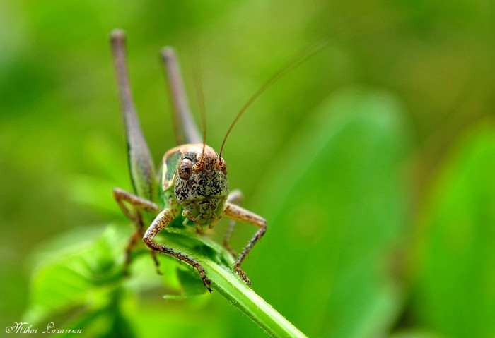 cosas - Animalutele mele
