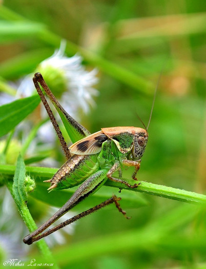 cosas - Animalutele mele