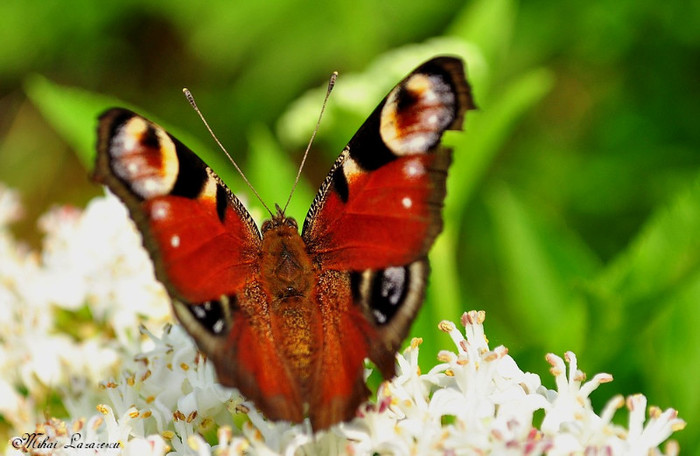 inachis io - Animalutele mele