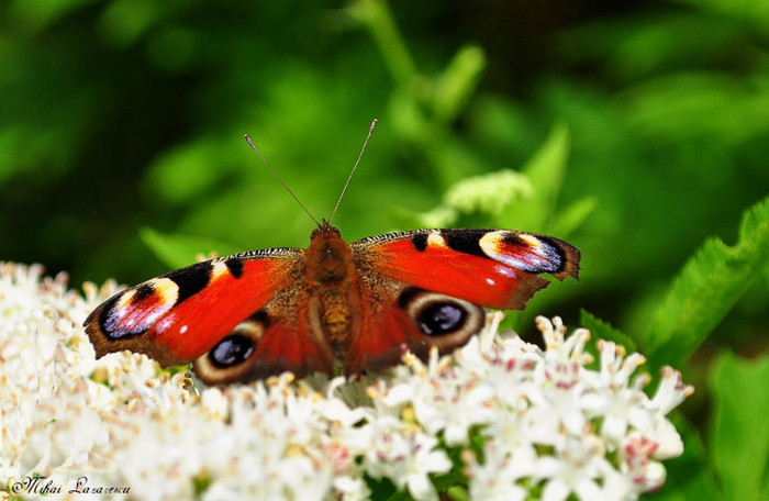 inachis io - Animalutele mele