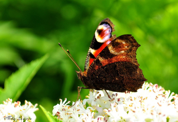 inachis io - Animalutele mele