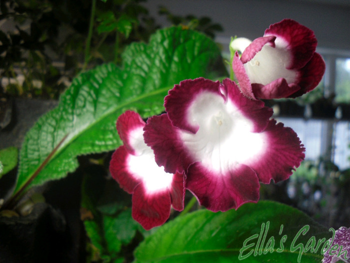 SAM_8096 - 2011 Streptocarpus