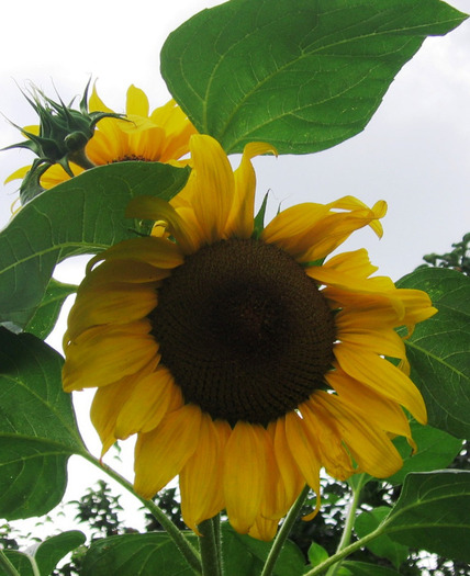 floarea soarelui ornamentala