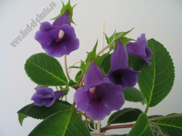 Sinningia speciosa regina 11 - GLOXINIA _ SINNINGIA