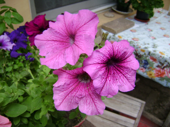 DSC06870 - florile mele