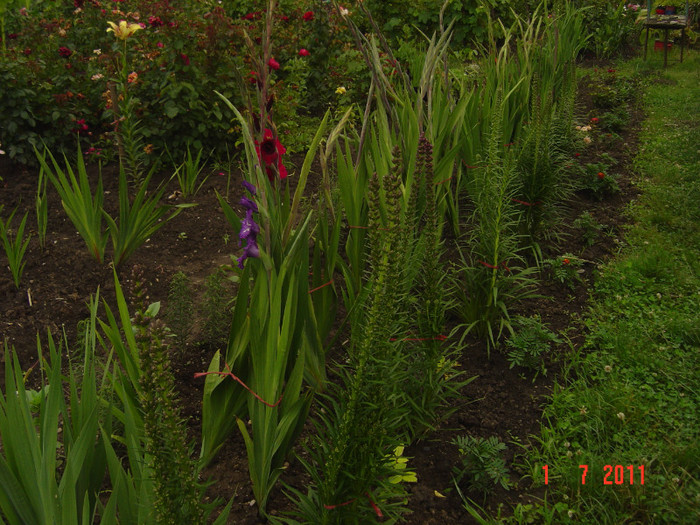 Picture 1942 - 2011-2012 FLORI IN GRADINA