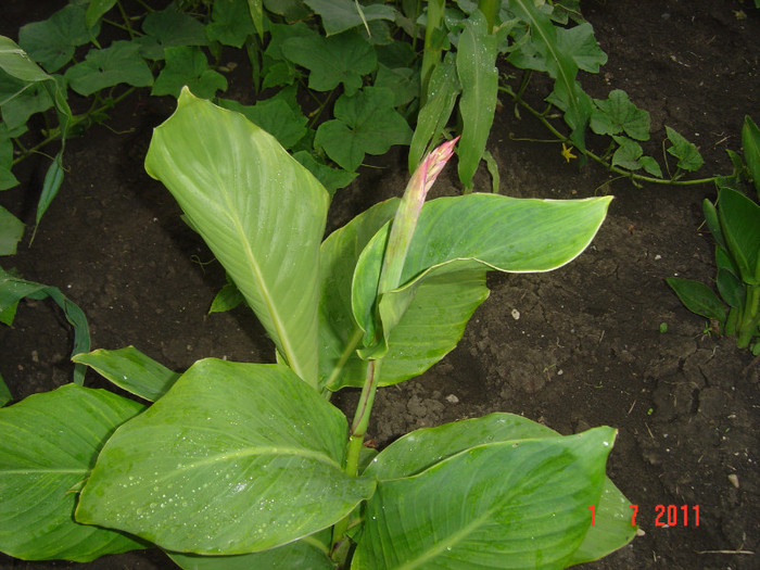 Picture 1948 - 2011-2012 FLORI IN GRADINA