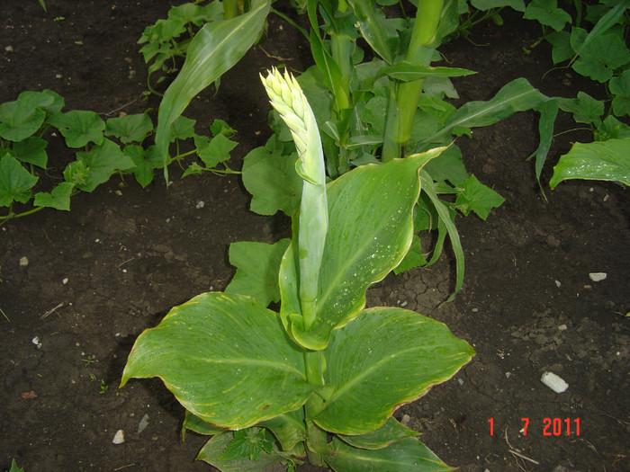 Picture 1950 - 2011-2012 FLORI IN GRADINA