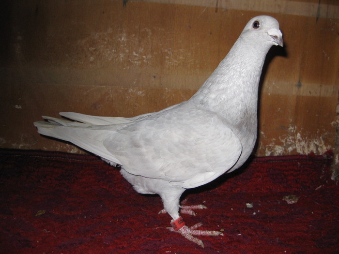 87