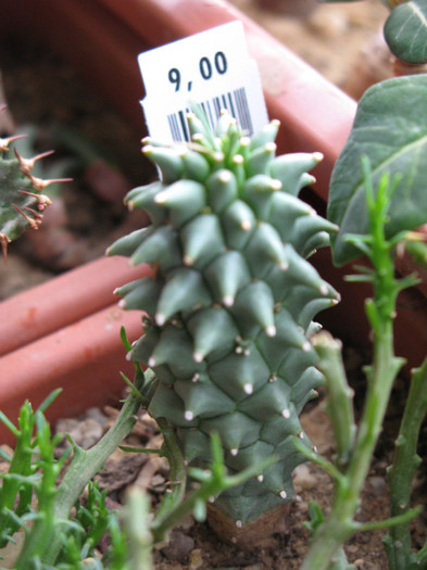 Euphorbia sp. aff. ramiglans - EUPHORBIA - album foto 1