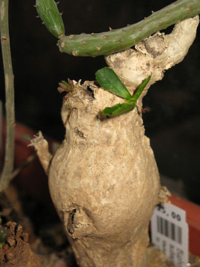 Euphorbia subapoda - EUPHORBIA - album foto 1
