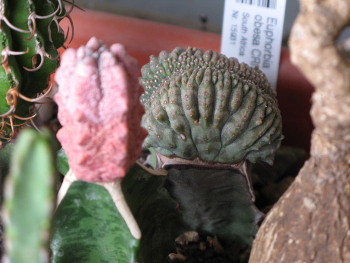 Euphorbia obesa fma cristata  (centru)  E. abdelkuri damask  (stanga) - EUPHORBIA - album foto 1