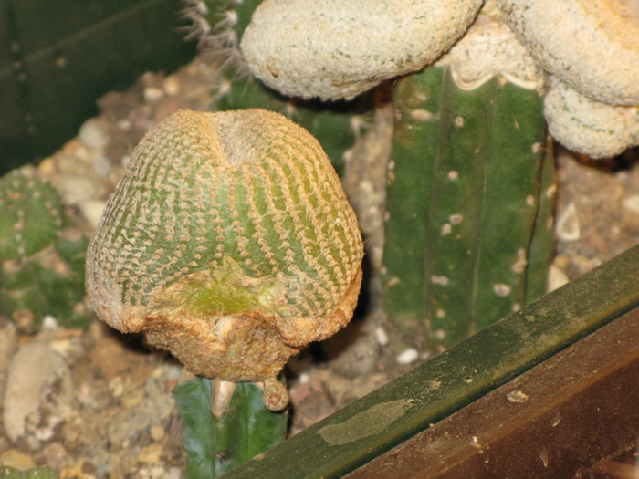 Yavia cryptocarpa - CACTACEAE - diverse specii si genuri