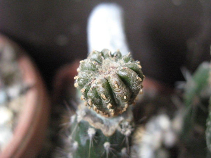 GEOHINTONIA mexicana - CACTACEAE - diverse specii si genuri