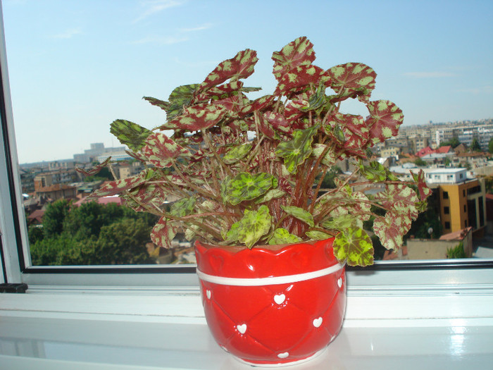 BEGONIA TIGER