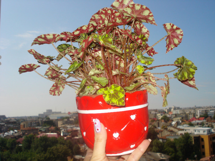 BEGONIA TIGER