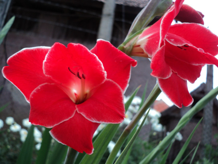 DSC03514 - Gladiole 2011