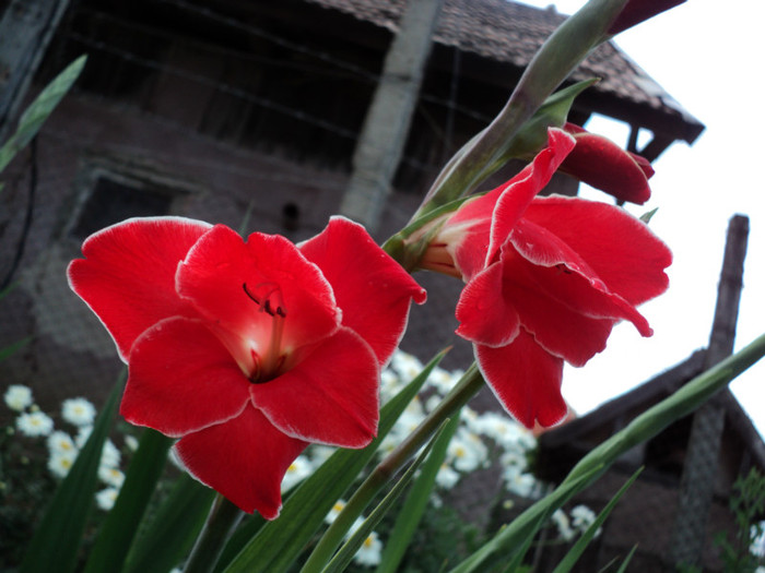 DSC03516 - Gladiole 2011