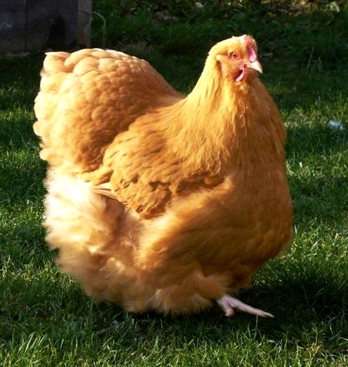 buff (15) - Orpington