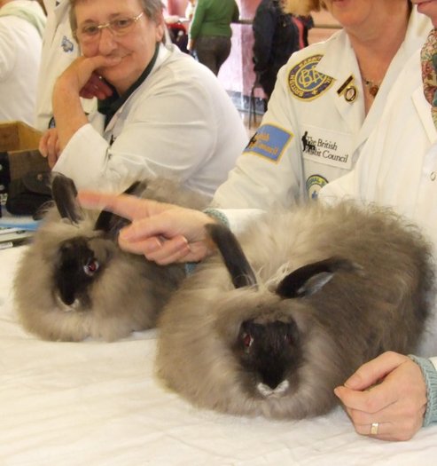 angora -expo Anglia - 4atentie cind cumparati iepuri