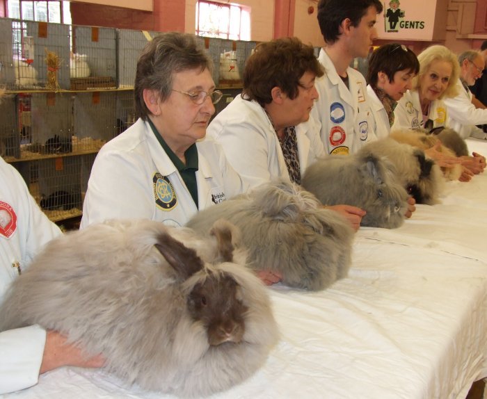 angora - 4atentie cind cumparati iepuri