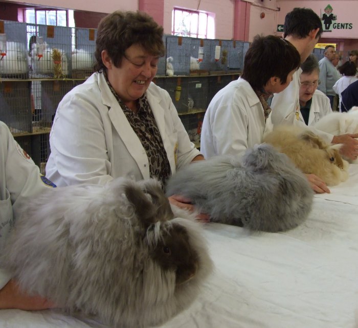 culori angora - 4atentie cind cumparati iepuri