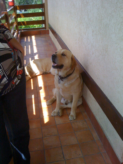 zox iubitul lui nelly