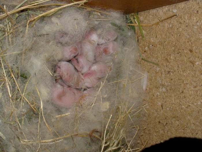 SANY0033 - Pui De Vanzare