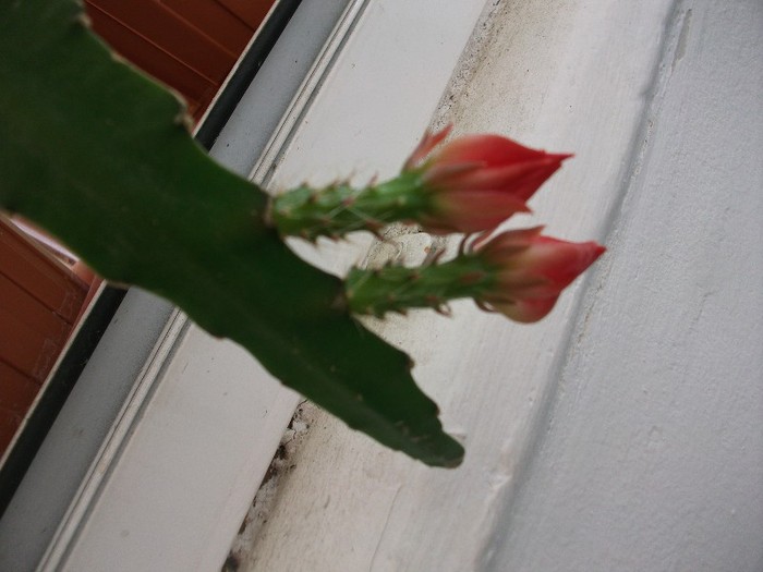 1.07.2011 - cactusi