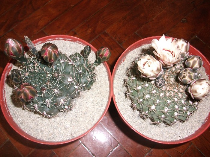 1.07.2011 - cactusi
