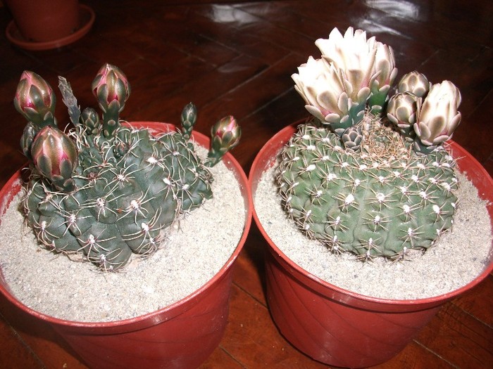 1.07.2011 - cactusi