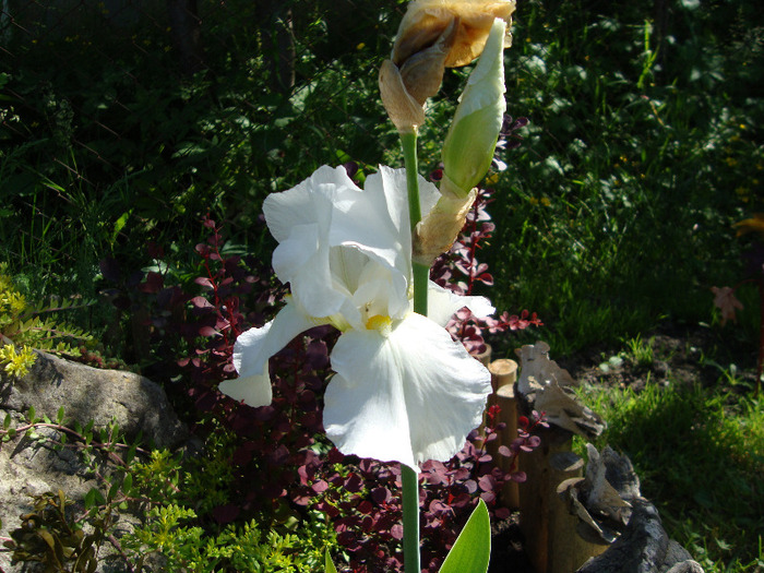 iris alb