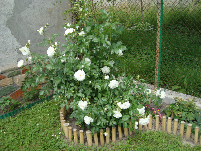 trandafir tufa alb - FLORI