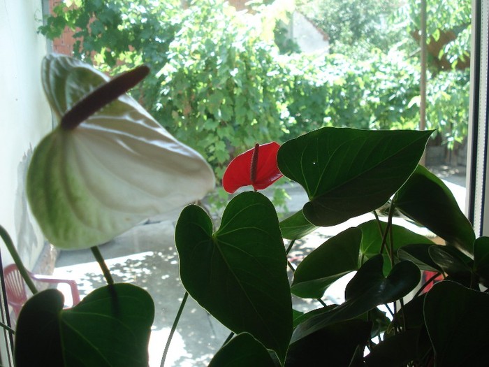 anthurium alb cu verde si rosu - florile mele2