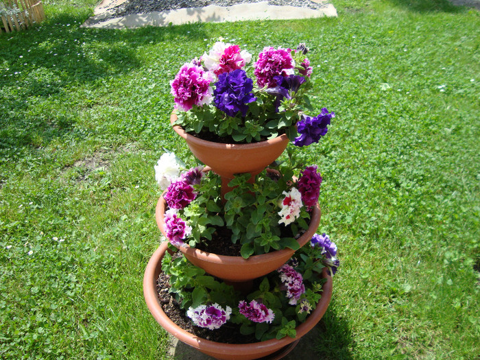 petunii - FLORI