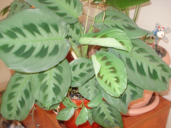 maranta - florile mele2