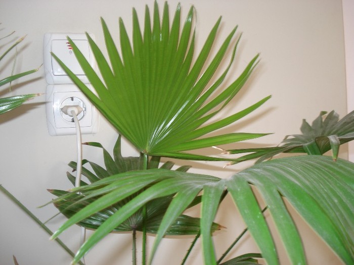 palmier - florile mele2