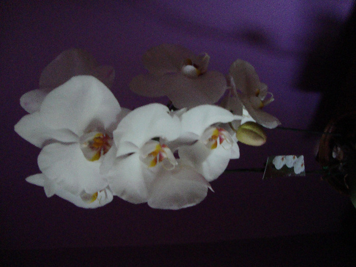 DSC02965 - orhidei 2011
