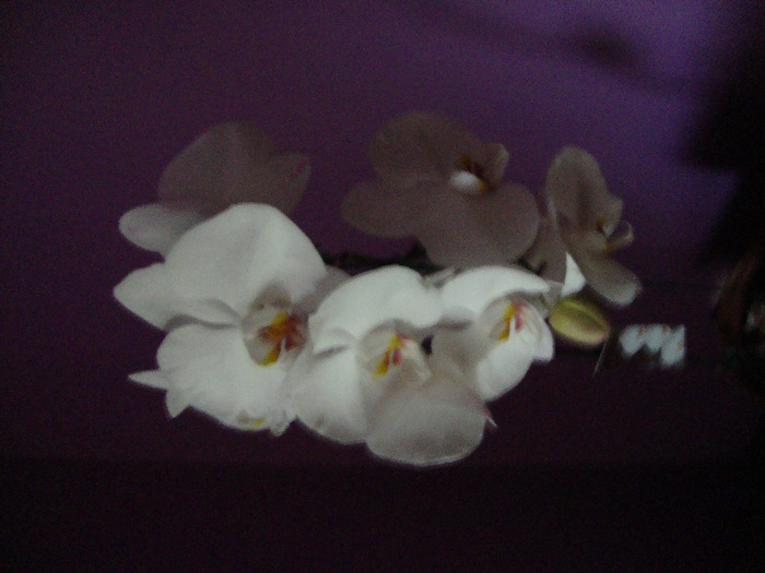 DSC02966 - orhidei 2011
