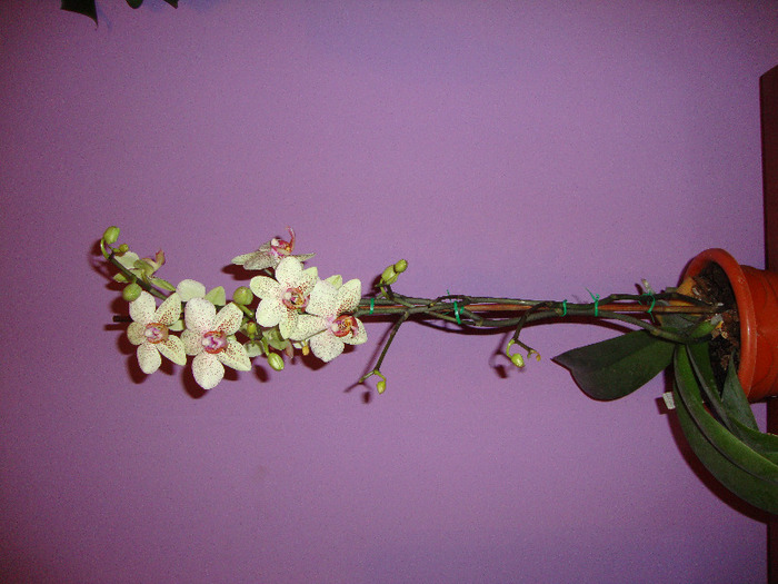 DSC02969 - orhidei 2011