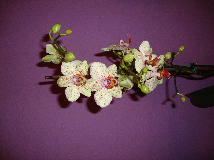 DSC02970 - orhidei 2011