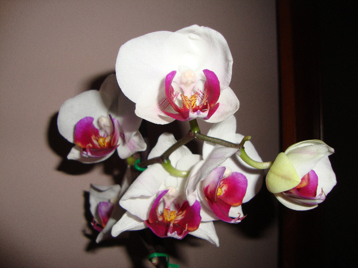 DSC02972 - orhidei 2011