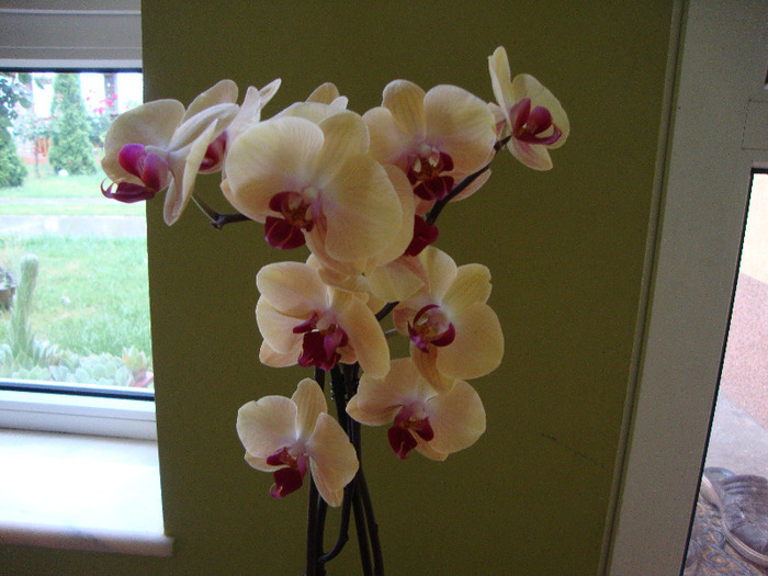 DSC02974 - orhidei 2011