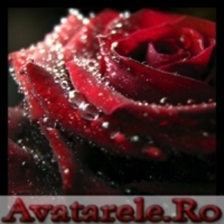 www_avatarele_ro__1218210419_688974 - Trandafiri