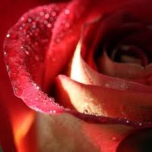 R7YWQ3CAWC0KKQCANA92J4CA68US5FCATBW2P5CACEFLCPCAQQYT5CCA8OWL23CACMR2KOCA0U9OZKCAE03ZCCCAC2MALFCAP1IA - Trandafiri